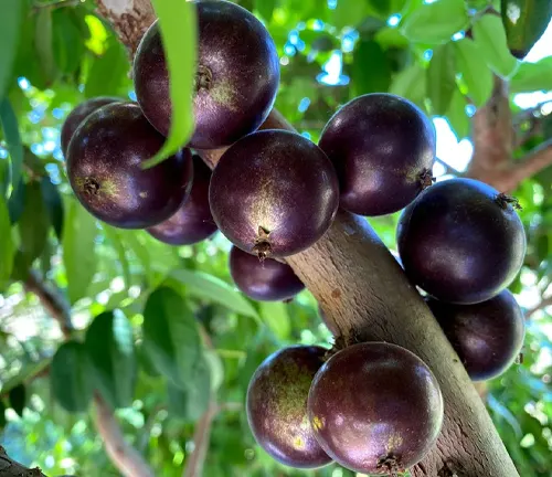 Plinia phitrantha
(Grimal Jabuticaba)