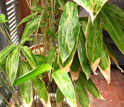 Close-up of Golden Bamboo leaves and stems
