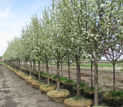Row of blooming Sargent Crabapple Trees