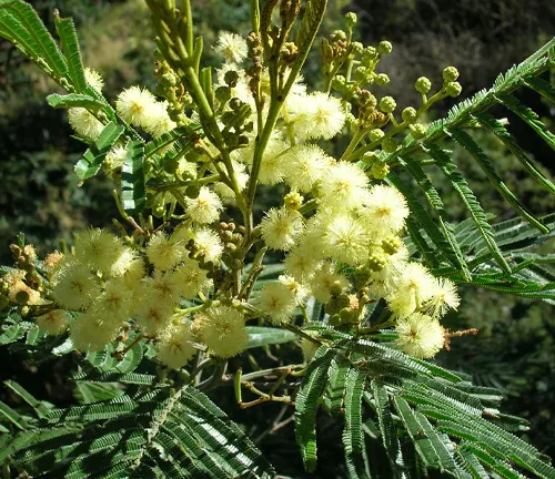 Acacia mearnsii
(Black Wattle)