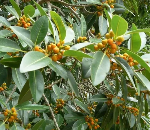Port Jackson Fig (Ficus rubiginosa)
