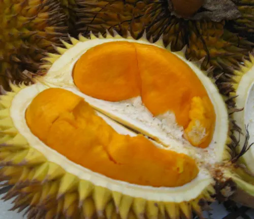 Close up of a cut open Durio kutejensis fruit revealing its orange flesh, surrounded by its spiky outer shell