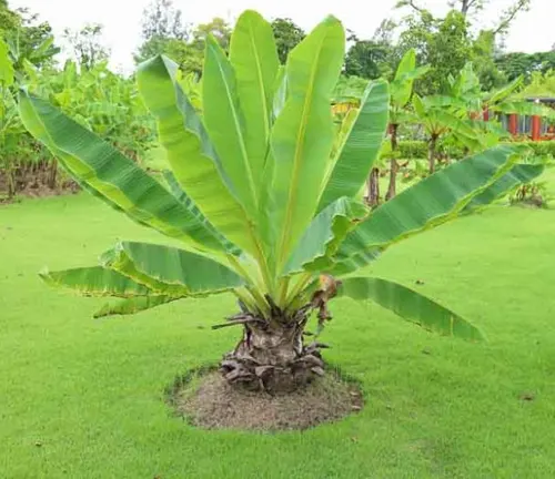 Musa paradisiaca plant with large green leaves in a grassy field under an overcast sky