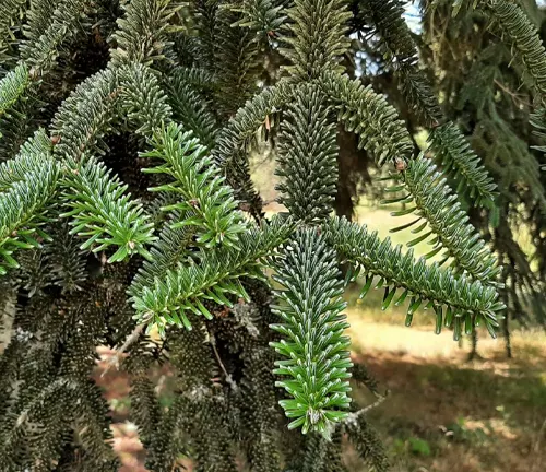 Close-up of Abies numidica branches with spirally arranged green needles in a forest setting
