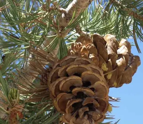 Close-up of a large brown Limber Pine cone with radiating green needles against a clear blue sky