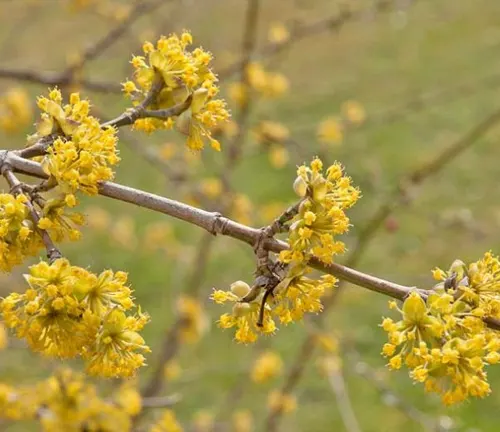 Cornus mas
