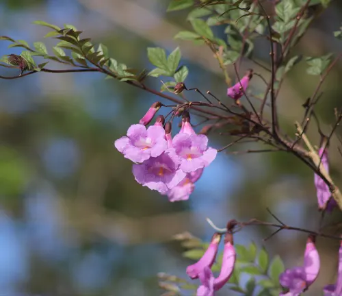 Jacaranda puberula