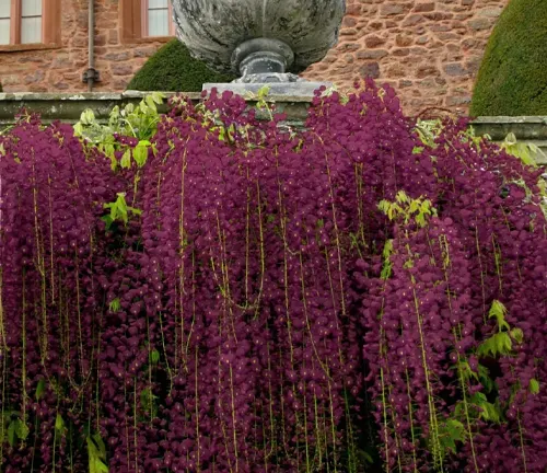 Black Dragon Wisteria
(Wisteria floribunda 'Kokuryu')