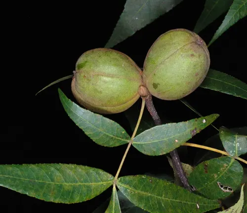 Sand Hickory
(Carya pallida)