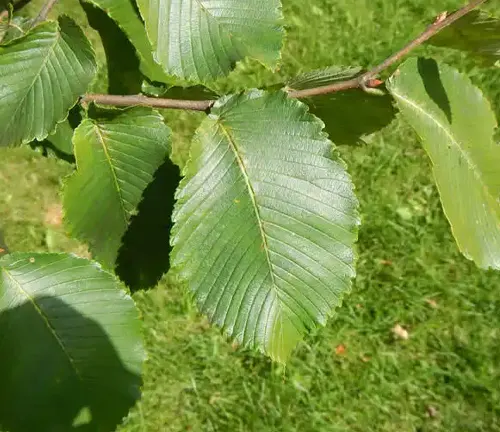 Rock Elm
(Ulmus thomasii)