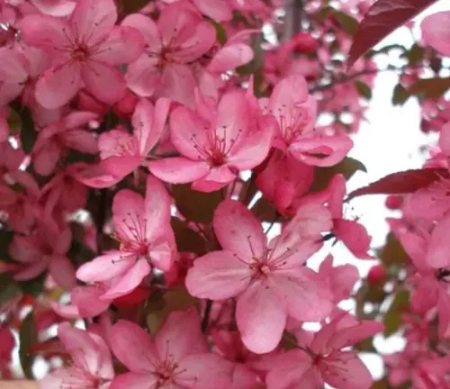 Malus 'Royal Raindrops'
(Royal Raindrops Crabapple)