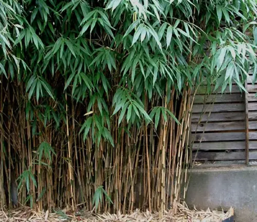 Arrow Bamboo
(Pseudosasa japonica)