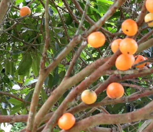 Plinia edulis
(Cambui)