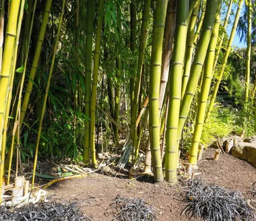 Grove of Golden Bamboo plants in a garden setting