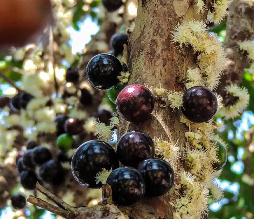 Jabuticaba tree with berries and flowers
