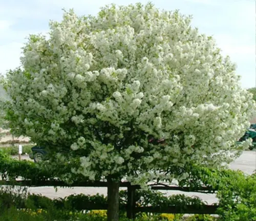 Blooming Sargent Crabapple Tree in a garden