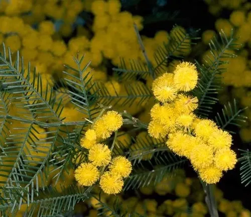 Acacia decurrens
(Green Wattle)