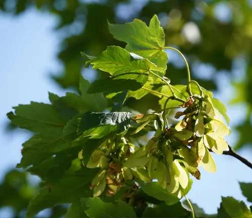 Sycamore Maple
(Platanus × hispanica)