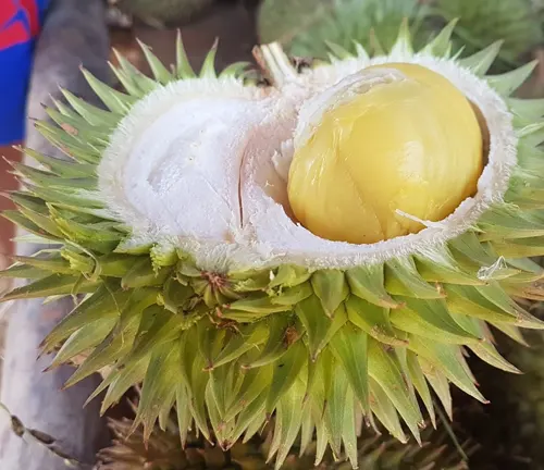 Close up of a Durio oxleyanus fruit with its spiky outer shell partially open, revealing the yellow flesh inside