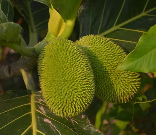 Two green Artocarpus camansi fruits hanging on a tree branch, with leaves in the blurred background