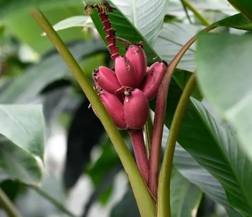 Close-up of a unique pink Musa paradisiaca flower attached to a green stem with a red spiral pattern, set against a background of green leaves