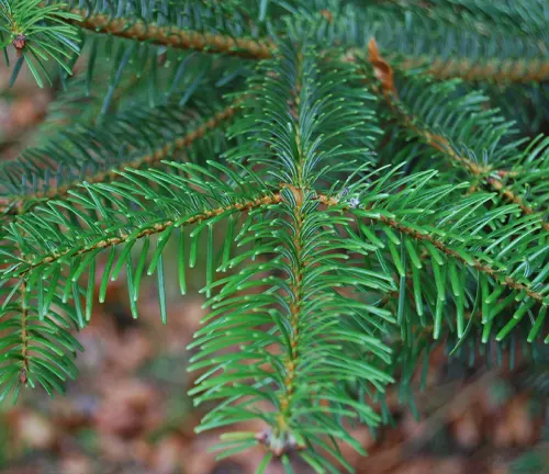 Close-up of dark green needles and lighter green branches of Abies sibirica