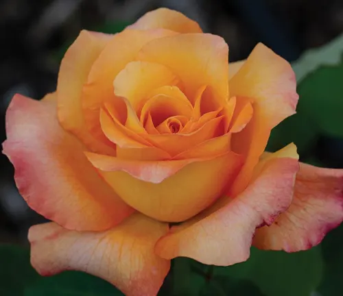 Close-up of a Rosa ‘Peace’ flower with spirally arranged orange and pink petals against a dark green background