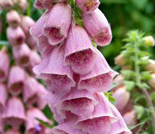 Close-up of pink Digitalis parviflora flowers with green foliage in the background