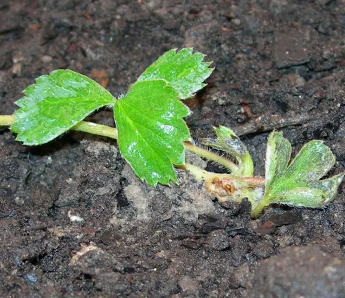 Fragaria iturupensis
