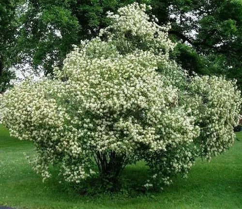 Cornus racemosa
