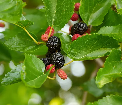 Morus microphylla
(Texas Mulberry)