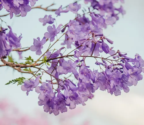 Jacaranda procera