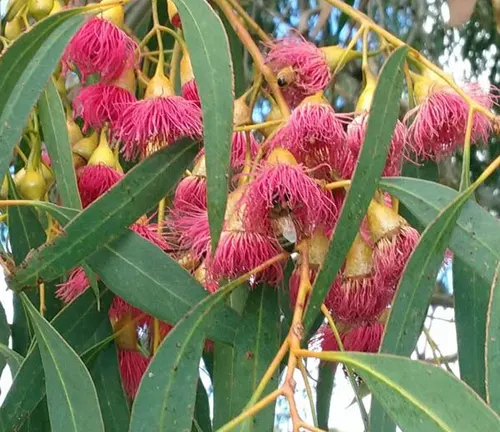 Eucalyptus sideroxylon