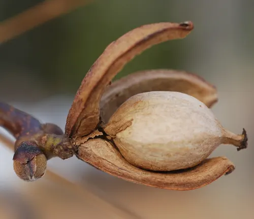 Red Hickory
(Carya ovalis)