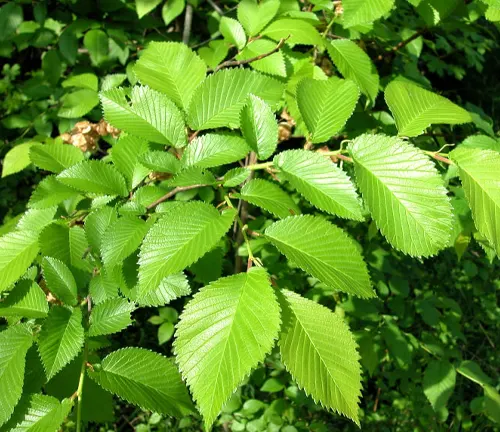 English Elm
(Ulmus minor)