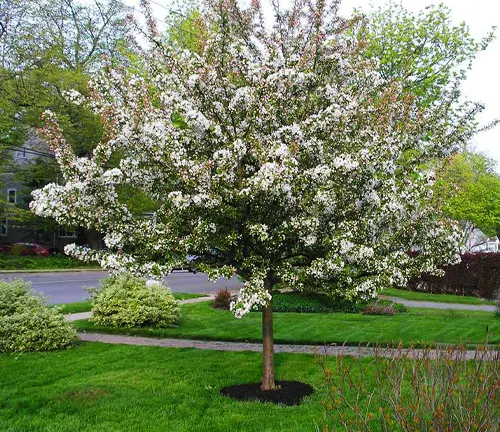 Malus 'Sugar Tyme'
(Sugar Tyme Crabapple)