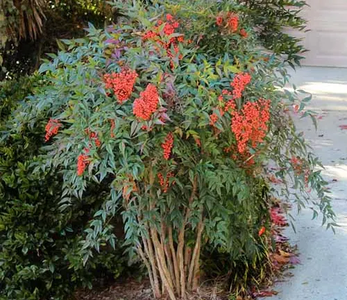 Sacred Bamboo
(Nandina domestica)