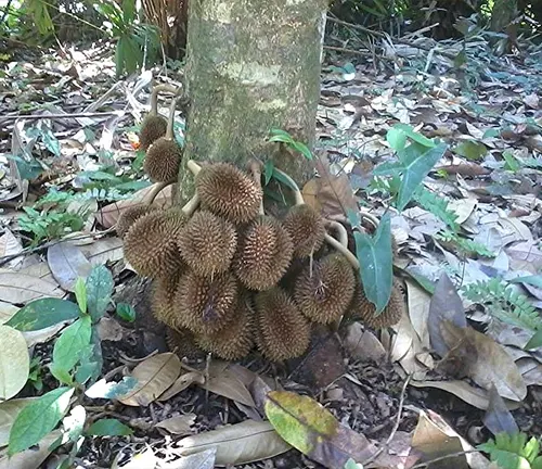Group of Durio testudinarum fruit growing at the base of a tree in a tropical forest