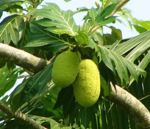 Two green Artocarpus camansi fruits hanging from a tree branch, with large green leaves in the blurred background