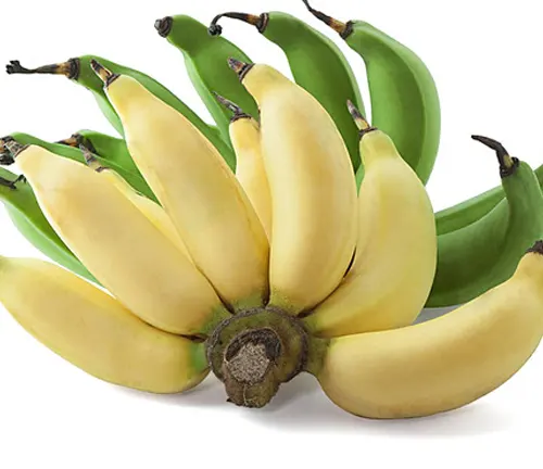 Partially ripe bunch of Musa sapientum bananas on a white background