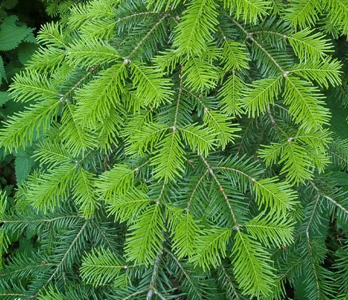 Close-up of green, needle-like leaves of Abies veitchii arranged in a spiral pattern