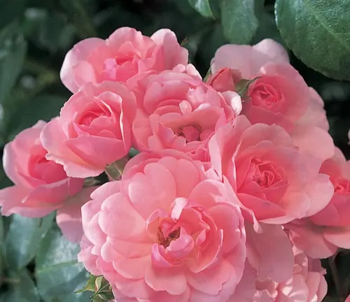 Close-up of a cluster of pinkRosa 'Double Knock Out’ flowers in full bloom with green leaves in the background
