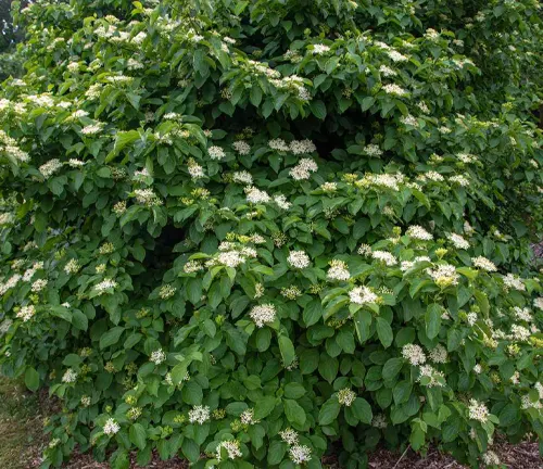 Cornus amomum