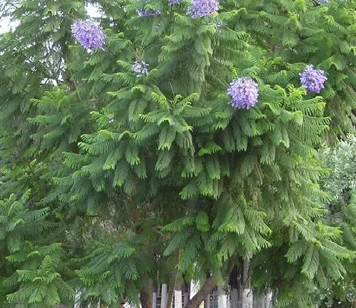 Jacaranda ovalifolia