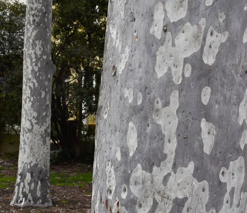 Eucalyptus maculata