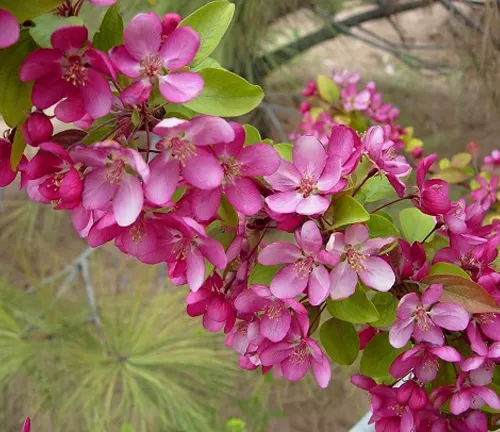 Malus 'Indian Magic' 
(Indian Magic Crabapple)