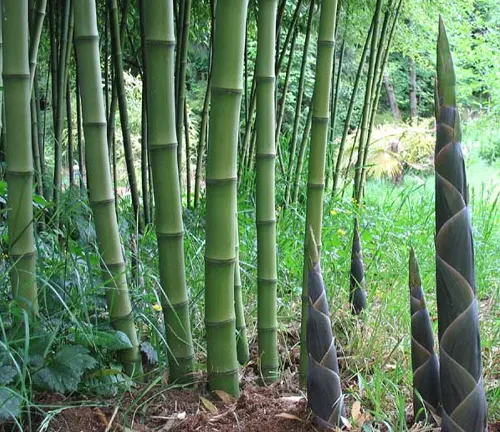Hardy Bamboo
(Fargesia spp.)