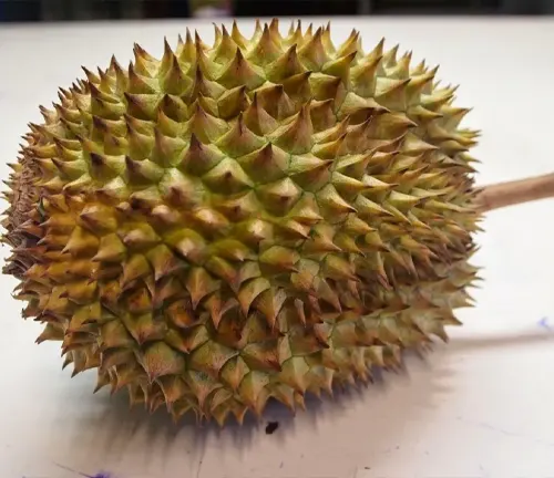 Close up of a spiky, green and brown Durio testudinarum fruit resting on a white surface
