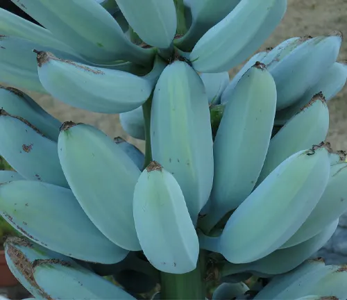 Close-up of blue-green bananas on a Musa ‘Ice Cream’ plant in a garden setting
