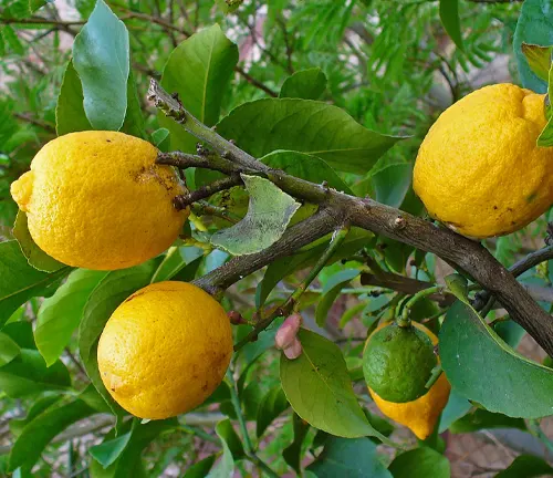 Close-up of yellow Citrus medica (citron) fruits on a tree branch with green leaves